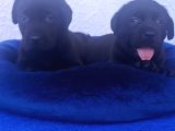 SİYAH VE ÇİKOLATA LABRADOR RETRİEVER