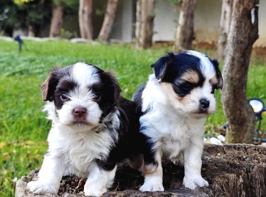Orji̇nal A Kali̇te Morki̇e Yavrular görsel