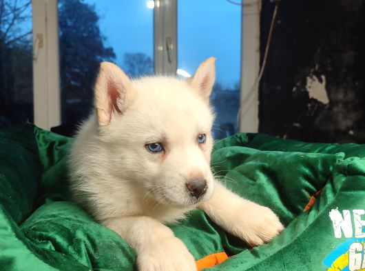 Kar Gibi Beyaz Husky görsel