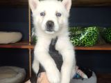 Kar Gibi Beyaz Husky