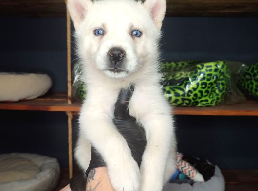 Kar Gibi Beyaz Husky görsel