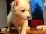 Kar Gibi Beyaz Husky