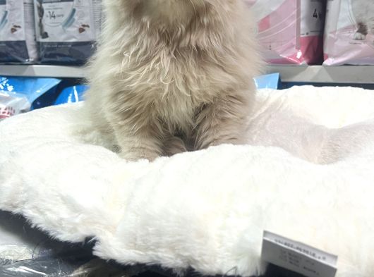 Türünün En Güzel Örneklerinden Iran Yavrumuz görsel