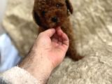 Kore Babadan Toy Poodle Bebeklerimiz