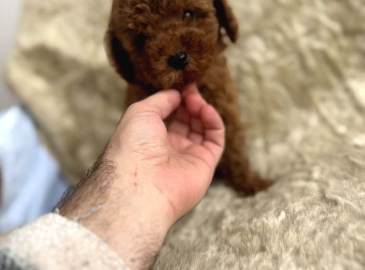 Kore Babadan Toy Poodle Bebeklerimiz görsel