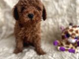 Kore babadan toy poodle bebeklerimiz