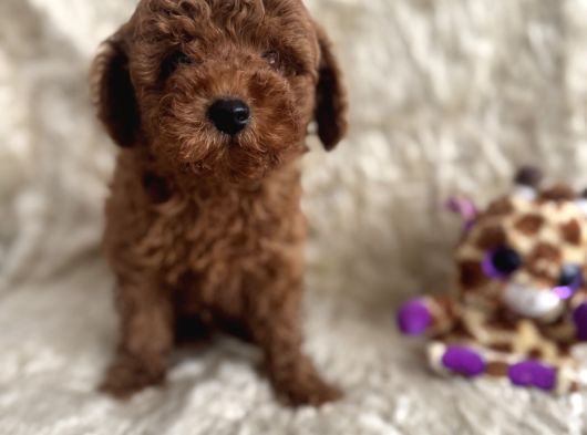 Kore Babadan Toy Poodle Bebeklerimiz