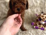 Kore Babadan Toy Poodle Bebeklerimiz