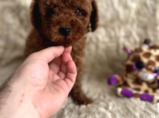 Kore Babadan Toy Poodle Bebeklerimiz görsel