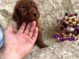 Kore Babadan Toy Poodle Bebeklerimiz