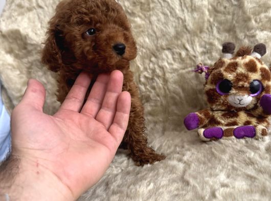 Kore Babadan Toy Poodle Bebeklerimiz görsel