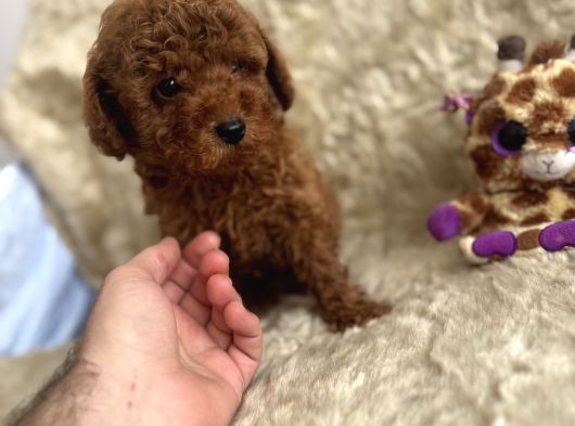 Kore Babadan Toy Poodle Bebeklerimiz görsel