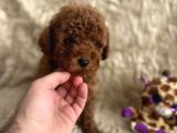 Kore Babadan Toy Poodle Bebeklerimiz