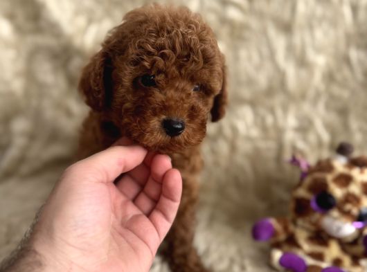 Kore Babadan Toy Poodle Bebeklerimiz görsel