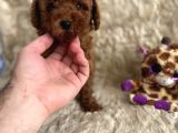 Kore Babadan Toy Poodle Bebeklerimiz