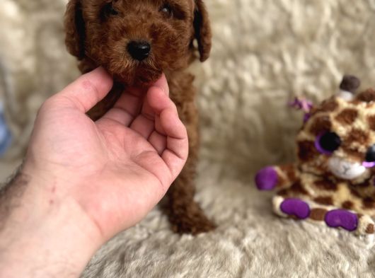 Kore Babadan Toy Poodle Bebeklerimiz görsel