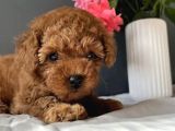 Kore Kan Red Toy Poodle Yavrularim