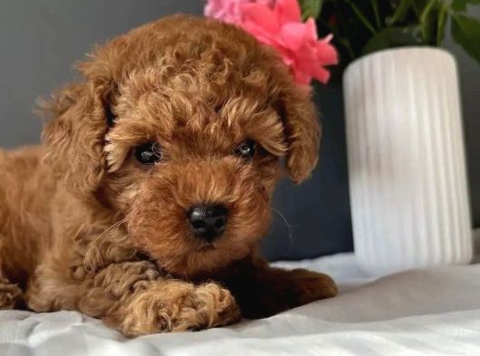 Kore Kan Red Toy Poodle Yavrularim görsel