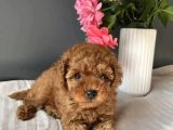 Kore Kan Red Toy Poodle Yavrularim