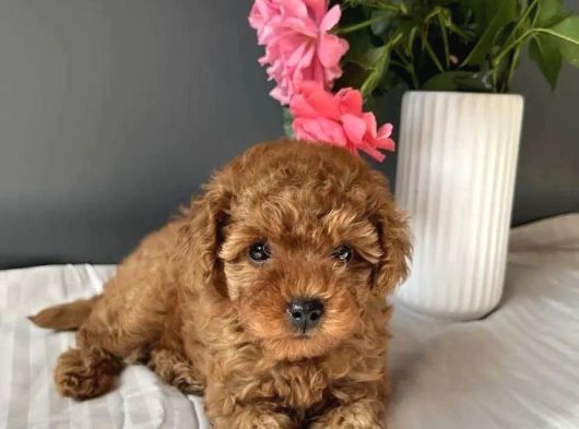 Kore Kan Red Toy Poodle Yavrularim görsel