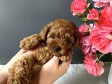 KORE KAN RED TOY POODLE YAVRULARIM