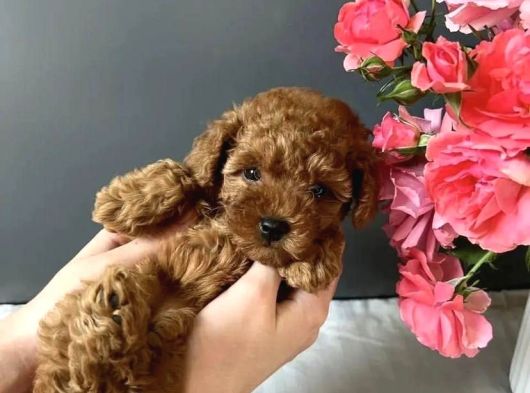 Kore Kan Red Toy Poodle Yavrularim