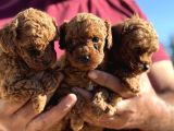 TEACUP ORJİNAL KG GARANTİLİ ÇİŞ PEDİ EĞİTİMLİ