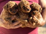 Teacup Korea Poodle Kg Garanti̇li̇ Asili Çi̇s Egi̇ti̇mli̇ Safkan
