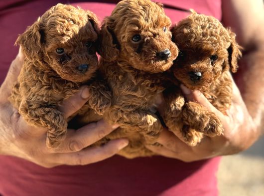 Teacup Korea Poodle Kg Garanti̇li̇ Asili Çi̇s Egi̇ti̇mli̇ Safkan görsel