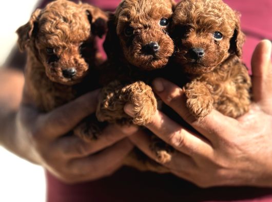 Teacup Korea Poodle Kg Garanti̇li̇ Asili Çi̇s Egi̇ti̇mli̇ Safkan görsel