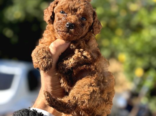 Kg Ve Saglik Garanti̇li̇ Teacup Korea Poodle görsel