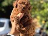 KG VE SAGLIK GARANTİLİ TEACUP KOREA POODLE