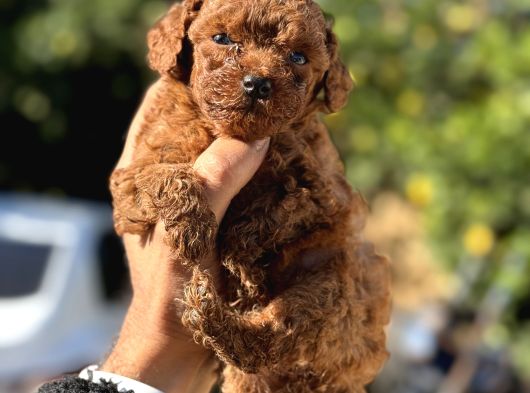 Kg Ve Saglik Garanti̇li̇ Teacup Korea Poodle
