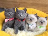 A kalite blue ve bluepoınt british shorthair yavrularım