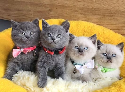 A Kalite Blue Ve Bluepoınt British Shorthair Yavrularım