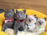 A Kalite Blue Ve Bluepoınt British Shorthair Yavrularım