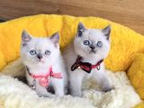 A Kalite Blue Ve Bluepoınt British Shorthair Yavrularım