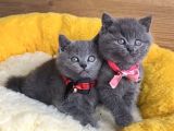 A Kalite Blue Ve Bluepoınt British Shorthair Yavrularım