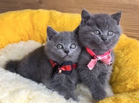 A Kalite Blue Ve Bluepoınt British Shorthair Yavrularım görsel