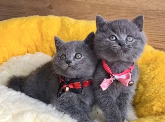A Kalite Blue Ve Bluepoınt British Shorthair Yavrularım görsel