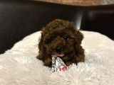 Red Brown Toy Poodle Yavrular