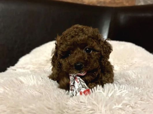 Red Brown Toy Poodle Yavrular görsel