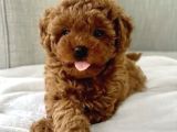 Red Brown Toy Poodle Yavrular