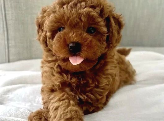 Red Brown Toy Poodle Yavrular görsel