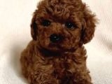Red brown toy poodle yavrular