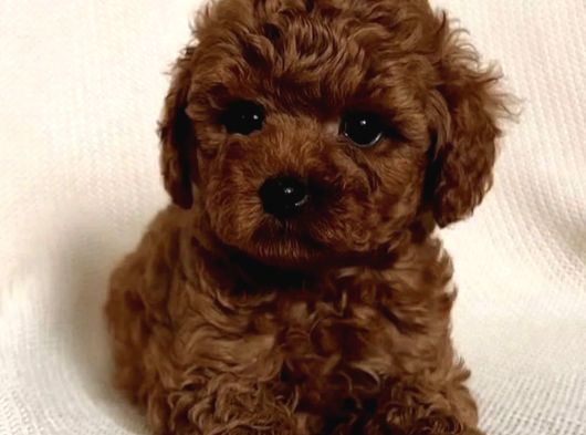 Red brown toy poodle yavrular