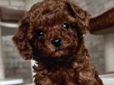 Red Brown Toy Poodle Yavrular