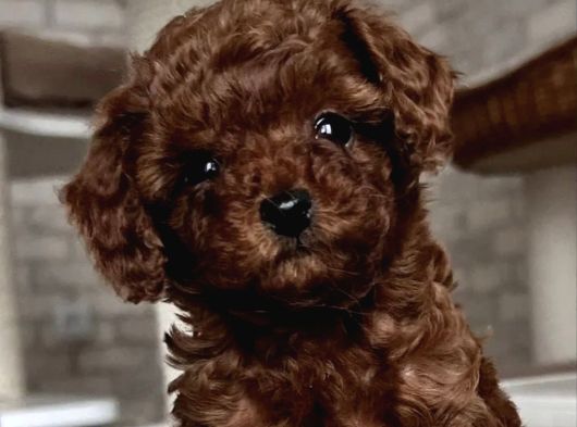 Red Brown Toy Poodle Yavrular görsel