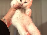 Türkiyenin en güzel ayı surat Scottish fold bebekleri