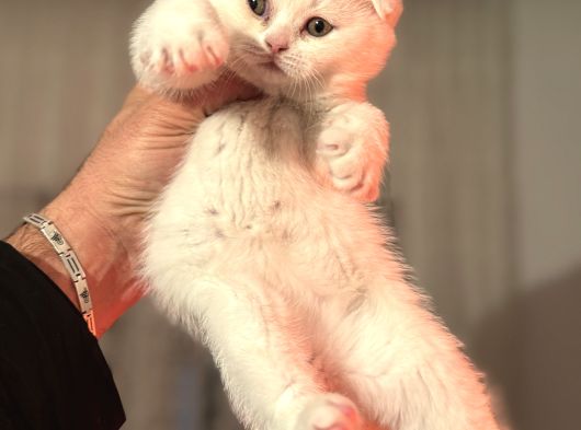 Türkiyenin En Güzel Ayı Surat Scottish Fold Bebekleri